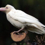 アポロンと白いカラス BlackCrow-150x150.jpg