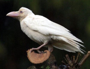 カラスが黒くなった理由？ アポロンの愛人コロニスは医術の神の母