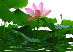 蓮の花になったドリュオぺー