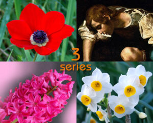 ギリシャ神話の哀惜の花 BEST3|アネモネ・ヒアシンス・スイセン——神々が涙した美しき変身譚